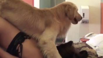 Disguised novice spouse captured on camera during intercourse with the canine