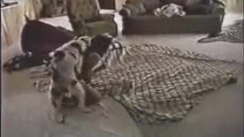 Vintage sex clip featuring tons of intense animal fucking action