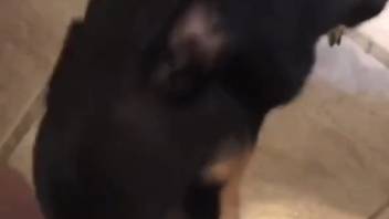Guy's stunning dick is slurped by an aroused canine