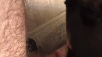 Aroused bitch slurps and blows guy's cock in POV