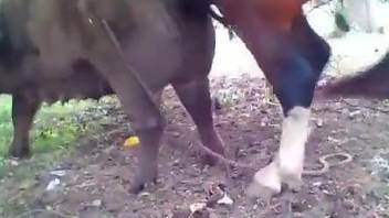 Big-dicked horse power-fucking another animal
