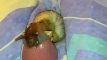 18-Year-Old Dick Deflowered by Snails