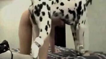 Dalmatian drilling a MILF's hot hole for the cam