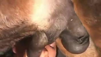 Awesome blowjob scene with a well-endowed horse