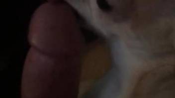 Dog licks man's dick when the dude jerks off