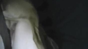Intense amateur bestiality videos with dogs featuring a mature woman on all fours