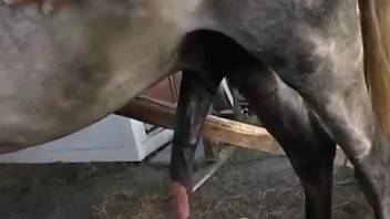 Nude babe likes the warm feel of the horse cock
