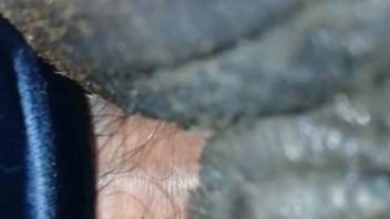 Detailed footage centering on an erect penis inside a female horse's vagina