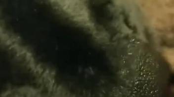 Close-up porno video featuring impressive bestiality