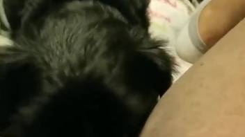 Close-up views of an aroused bestiality lover getting satisfied