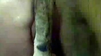 Tight mature gets dog cock in between her legs for zoo anal