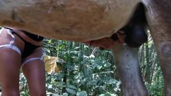 Spouse clutches the donkey's enormous cock and fondles it