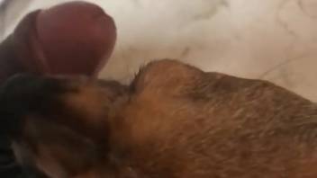 Submissive petite pet getting ready to perform oral sex in point-of-view
