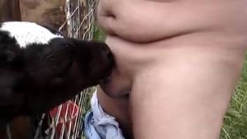 Chubby guy deepthroating a perverted heifer live on webcam