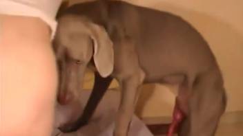 Blonde woman adores a canine's dick on webcam