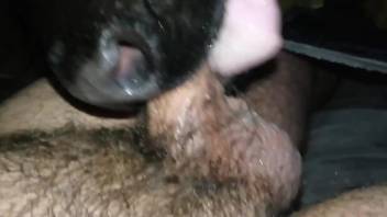 Dude's hairy cock getting deepthroated by a dog