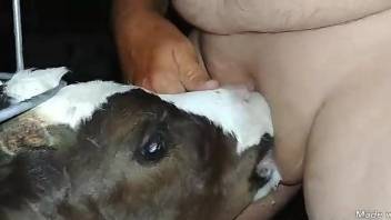 Man sticks whole penis in baby veal's mouth