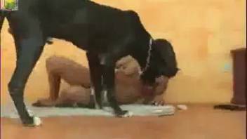 Stunning woman performs oral on her pet pup and receives anal penetration in beastly intercourse scene