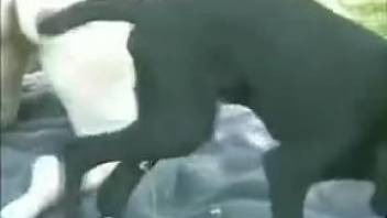 Ebony hound speared a curvaceous tramp in rear-entry position