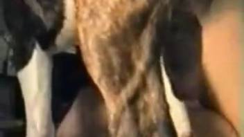 Adorable young blonde girl 18+ skilled at having sex with a dog