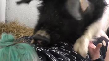 Pig with a huge cock fucks a beauty with dyed hair