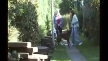 Solitary women utilize the canine to fulfill their filthy desires