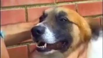Intense public bestiality in doggy position with a canine