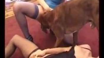 Dirty hoes enjoying bestiality sex with a nasty dog