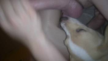 Hot bitch lapping at that cock on camera in a steamy style