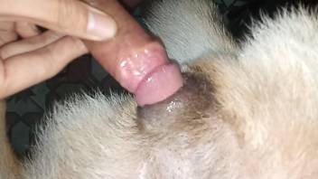 Horny man fucks his furry dog in excellent closeup XXX