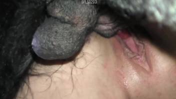 Black dog banging a blonde's wet pussy from behind