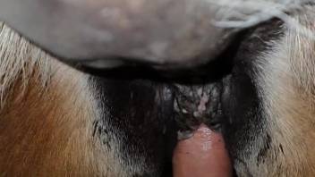 Tiny horse vagina being vigorously fucked in first-person view