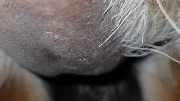 Sexy stud shoving his cock into a female horse's moist cunt