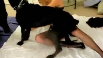 Blonde mature woman devastated by a canine's rigid penis