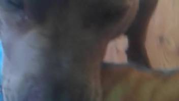 First-person view scene with a naughty bitch who rims butt on webcam