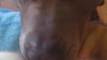Canine munching on butt in a point-of-view adult film available here