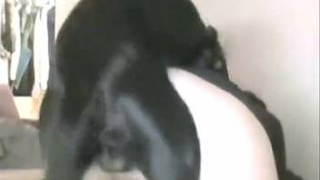 Intense homemade adult video on webcam showing spouse suffering through intercourse with a canine