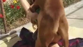 Blonde chick being screwed by a chocolate-colored pup