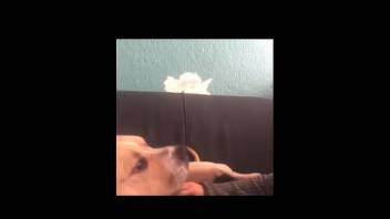 Voluptuous Hispanic babe receives oral pleasure prior to intense intercourse