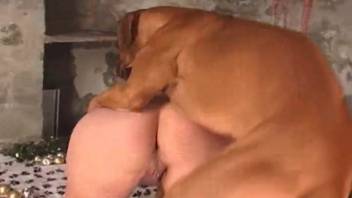 Holiday season zoophilia featuring canine position intercourse