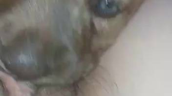 Intimate first-person blowjob clip featuring an attractive pup