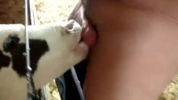 Guy thrusting his tasty dick into a heifer's hot throat