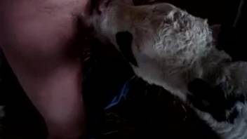 Nude guy relishes young calf tonguing his cock and nuts