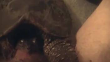 Guy receives a pleasurable hand job from a super hot turtle