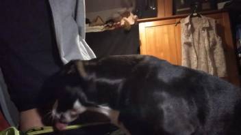 Guy pulls out his dick and allows the dog to suck it