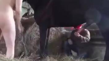 Long-legged woman being screwed by a well-endowed black stallion