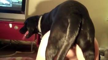 Slim babe with nice ass, insane dog porn at home
