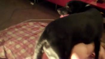 Thrilling scenes where a homemaker experiments with canine erotica on webcam