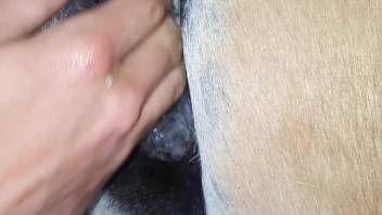 Guy gets excited while touching the horse's vagina intimately