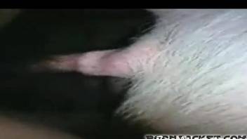 Pig zoophilia in insane amateur video along side farm guy in heats